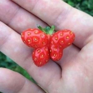 Meet your Posher, Natkat